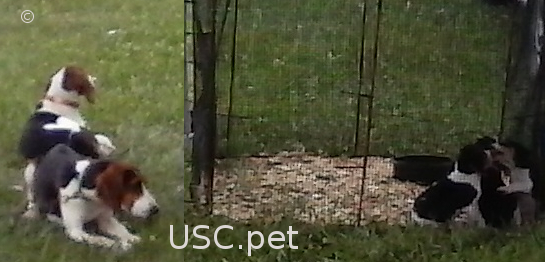 Register your puppy!