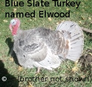 Blue Slate Turkey